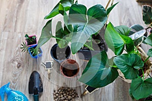 Close-up of green plants with big leaves in the pots after repotting on the table. Green home flowers, indoor decoration