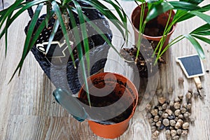 Close-up of green plants with big leaves in the pots after repotting on the table. Green home flowers, indoor decoration.