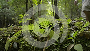 Close up green plants growing on the ground with a man hiking in tropical rain forest.