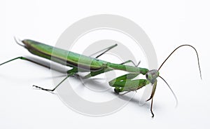 close-up green praying mantis