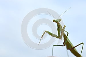 Close up of green praying mantis with a blue background