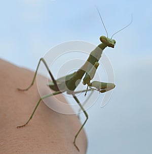 Close up of green praying mantis with a blue background