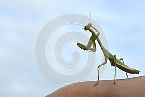 Close up of green praying mantis cleaning it`s face with a blue background