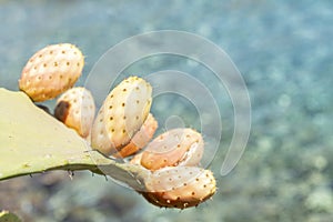 Close up on a green prickly pears leaf barbary fig Opuntia ficus indica, a species of cactus isolated with azure blue water.