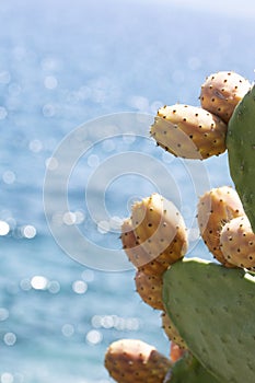 Close up on a green prickly pears leaf barbary fig Opuntia ficus indica, a species of cactus isolated with blue water background..