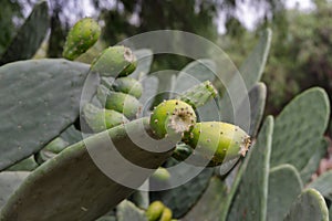 Close up on green prickly pears (Opuntia ficus indica)