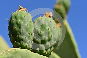 Close up of green prickly pears still hanging on prickly pear cactus against a blue sky in Sicily