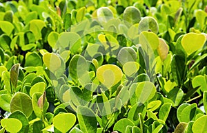 Close up of green privet hedge