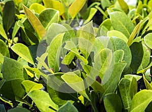 Close up of green privet hedge