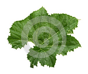 Close up green pumpkin leaf isolated on white