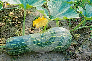 Pumpkin on stem