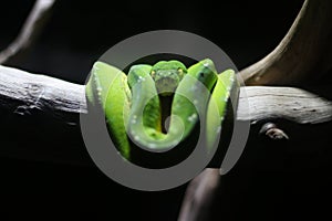 close up of a Green Python or Morelia Viridis or Green Tree Python