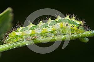close up of the green rapala pheretima sequeira caterpillar photo