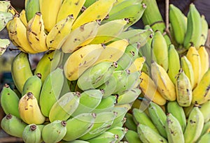 Close up green raw cultivated bananas or Pisang Awak Bananas or Kluai Namwa Musa sapientum Linn Musa ABB CV.Kluai Namwa