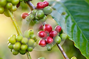 Close up green and red coffee beans on tree,
