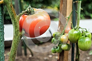 Close-up of green and red large tomatoes in a vegetable garden. Bio agriculture. Very tasteful tomatoes grown in the family garden
