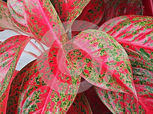 Close up green red leaf caladium leaf plant texture in nature for background.