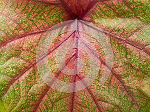 Close up green red leaf caladium leaf plant texture in nature for background