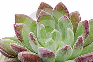 Close up of green with red margin echeveria succulent white background