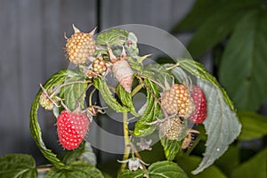 Close-up of green red ripe and picked raspberries tied to a raspberry bush with a hemp rope on a wooden stake, Germany