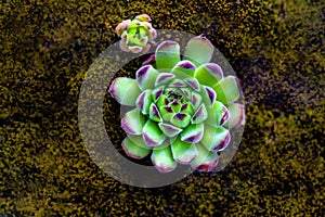 Close up Green and Red Tips Echeveria Succulent Flowering Houseplants Background