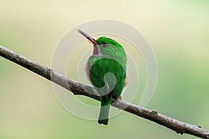 Close-up of a green and red tody bird on a branch - looking to the left