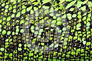 Close up green reptile skin texture background