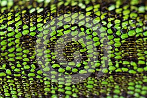 Close up green reptile skin texture background