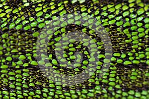 Close up green reptile skin texture background