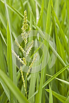 Close up of green rice crop in a field