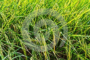 Close up green rice crop in the field in summer