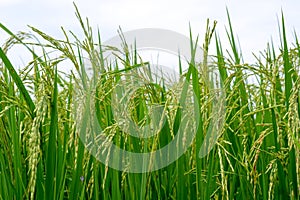 Close up of a green rice field