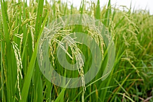 Close up of a green rice field