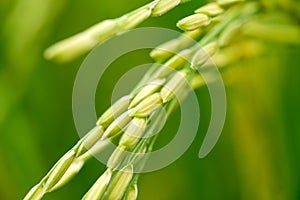 Close up of a green rice field