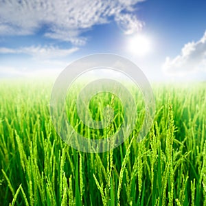 Close up Green rice field and clould and sun sky