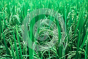 Close-up green rice field on a day in Indinesia. Nature.