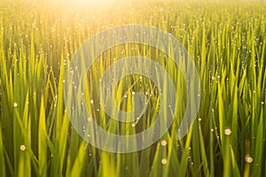 Close up green rice field with sunrise in the morning.