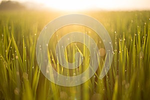 Close up green rice field with sunrise in the morning.