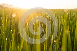 Close up green rice field with sunrise in the morning.