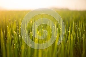 Close up green rice field with sunrise in the morning.