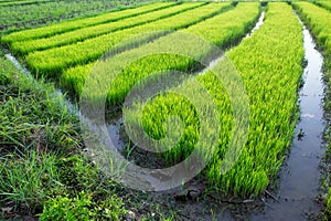 Close-up Green Rice Field at thailand.