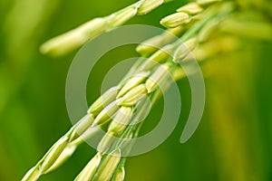 Close up of a green rice field photo