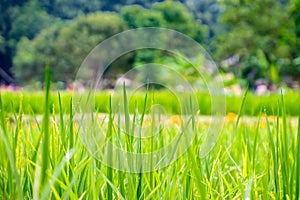 Close up green rice Field with water dew, Agriculture background