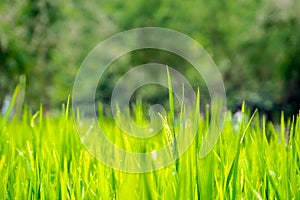 Close up green rice Field with water dew, Agriculture background