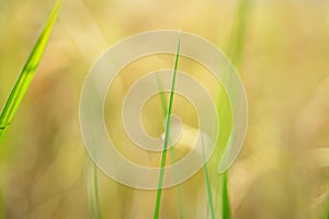 Close-up of green rice leaves, blurred background, dissolved light