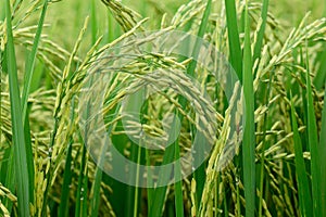 Close up of green rice paddy in rice field