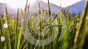 Close up of green rice in the rice fields at sunrise in the countryside