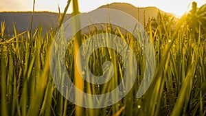 Close up of green rice in the rice fields at sunrise in the countryside