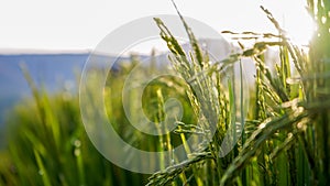 Close up of green rice in the rice fields at sunrise in the countryside