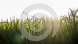 Close up of green rice in the rice fields at sunrise in the countryside